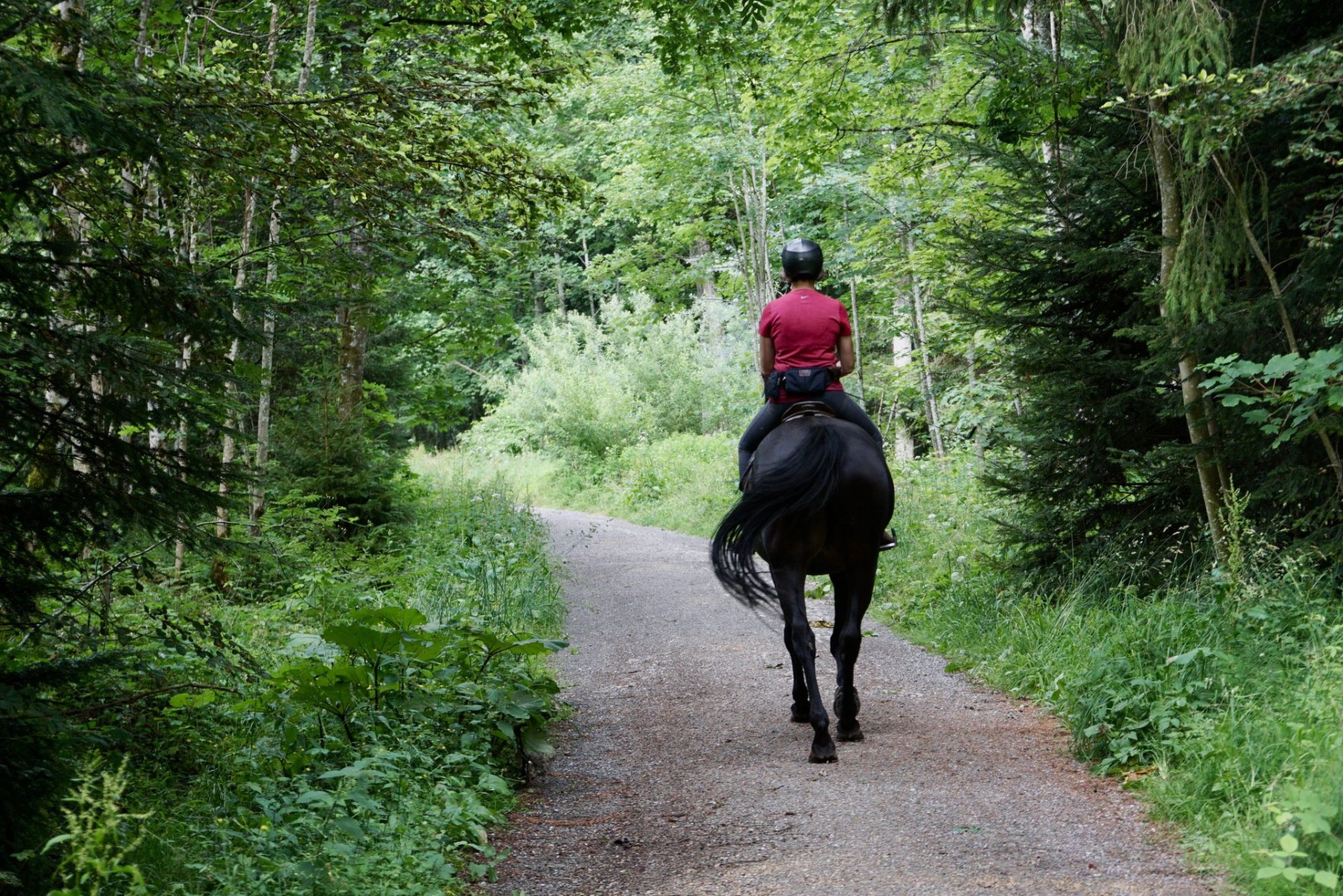 Blue Ridge Georgia Horseback Riding: Explore the Top 4 Ways to Enjoy Fantastic Scenery in Style!