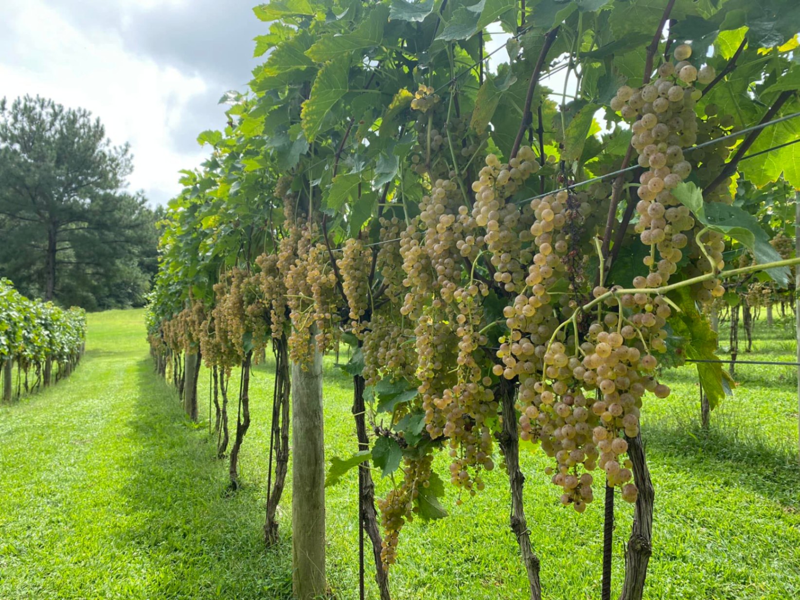 Top 5 Unforgettable Wineries: Discover the Exquisite Flavors of Blue Ridge Georgia Winery
