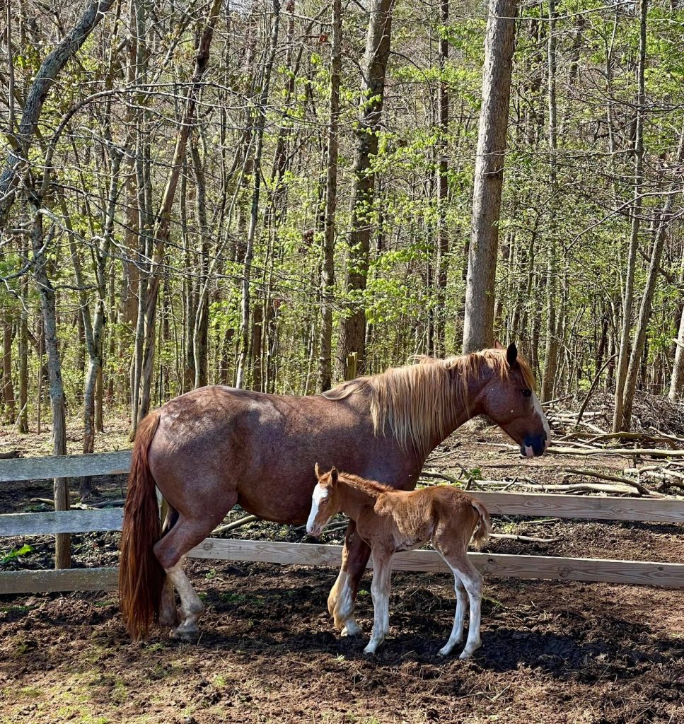 Cohutta Stables Blue Ridge Georgia horseback riding