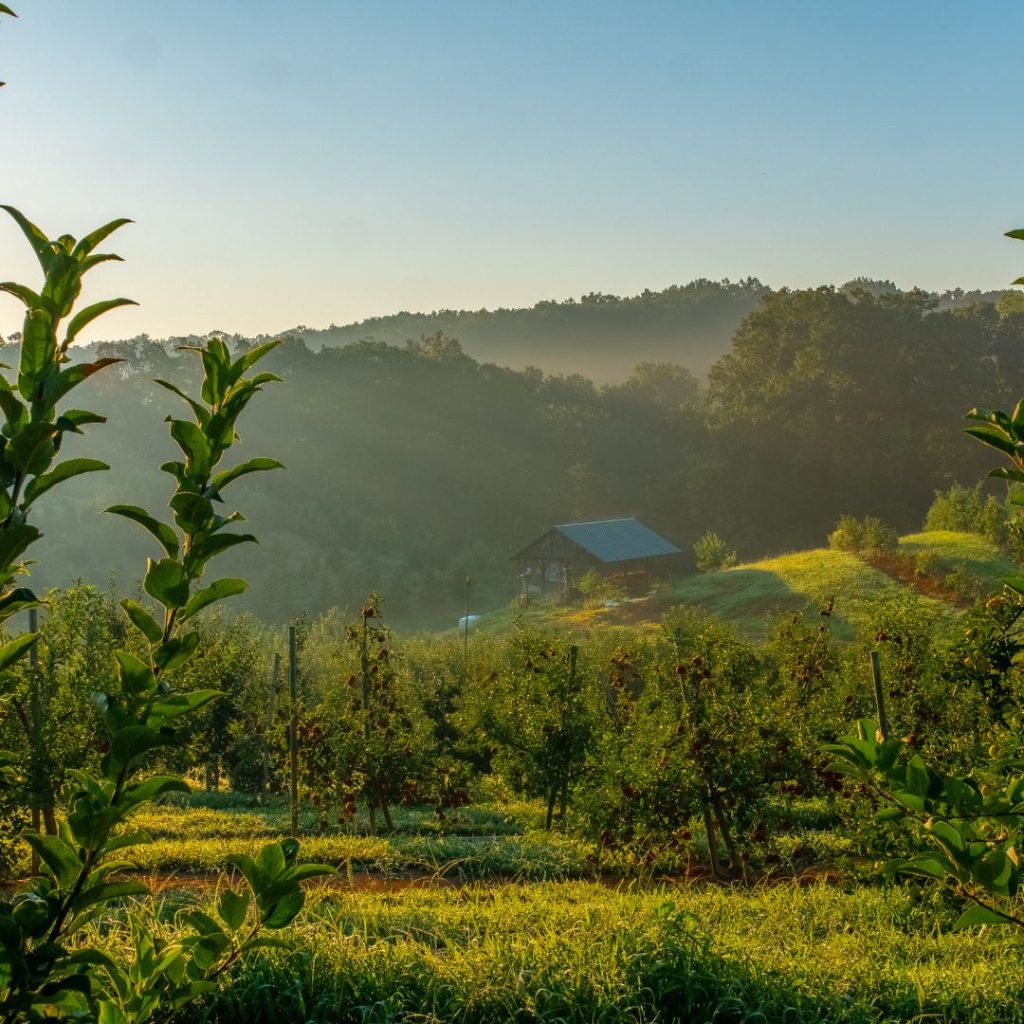 Mercier Orchards